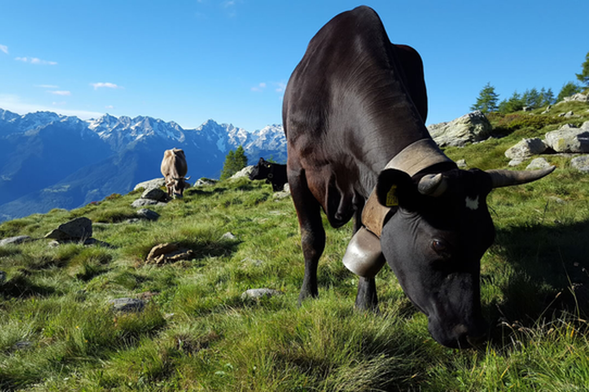 "In giro per alpeggi", a scoprire la montagna